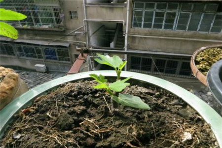 无花果枝条什么时候插枝最好