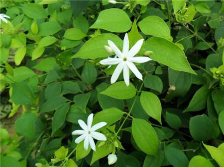 毛茉莉如何修剪