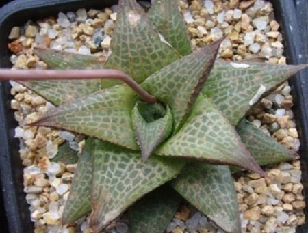 多肉龙鳞怎么养殖