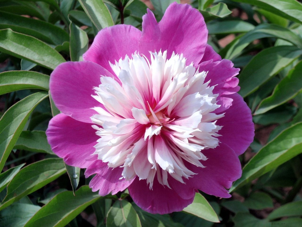 芍药花怎么养殖和管理