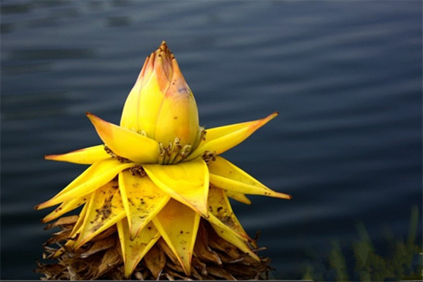 地涌金莲的花语和传说(地涌金莲开花前兆)