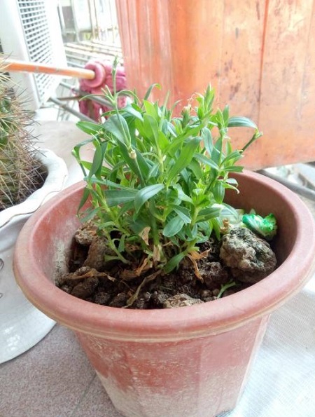 石竹黄叶怎么回事