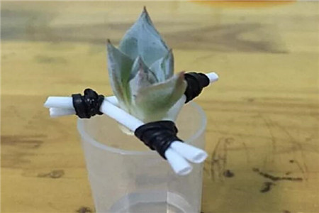 多肉长出白白的根须是怎么回事