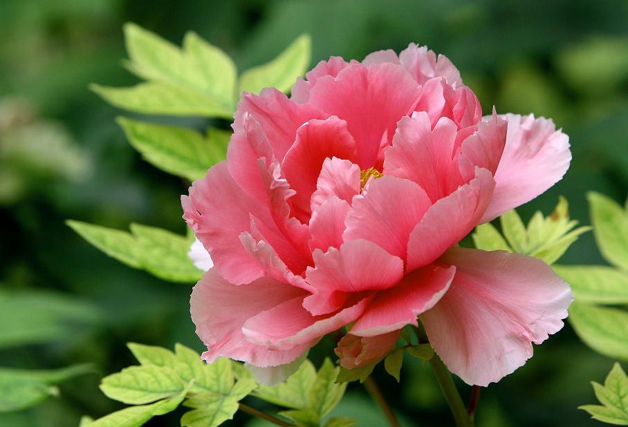 芍药花怎么养殖和管理