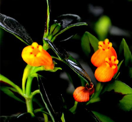 金鱼吊兰过冬后会活吗