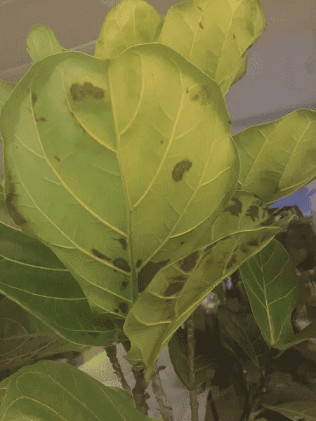 琴叶榕叶子生锈怎么办