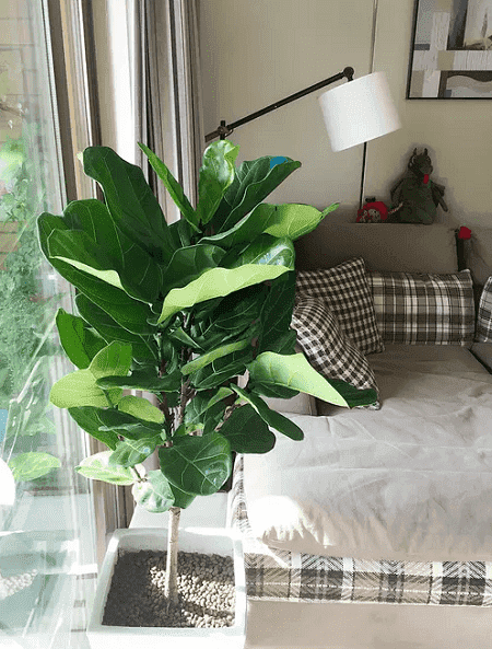 琴叶榕叶子生锈怎么办