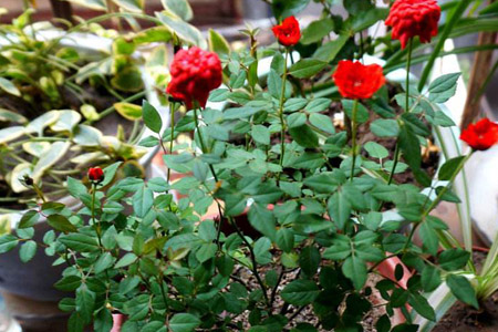 龙沙宝石月季怎么养