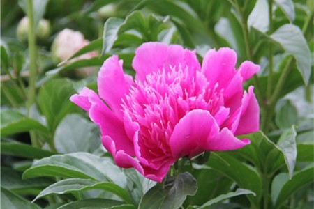 芍药移盆容易死吗