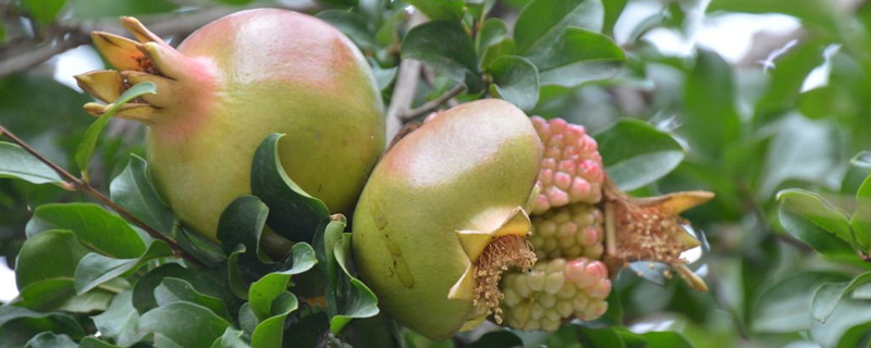 石榴树怎么养(石榴树怎么养才能结果)