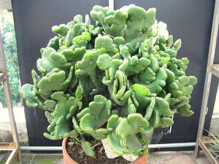 膨珊瑚用什么肥料