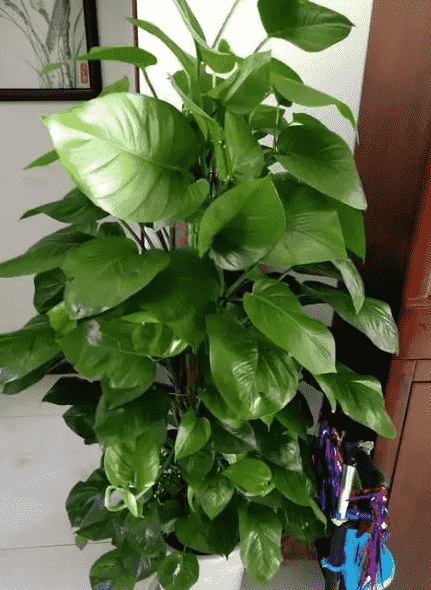 冬天没有阳光植物怎么办