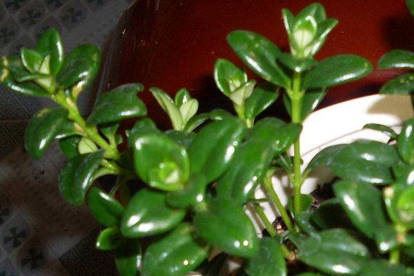 金鱼吊兰冬季怎么养(金鱼吊兰过冬后会活吗)