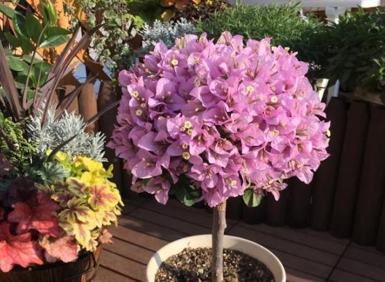 养三角梅有没有不吉利的说法