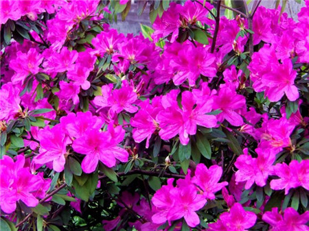 毛杜鹃花期后修剪的视频