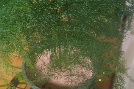 文竹浇水方法浇水多久一次比较好