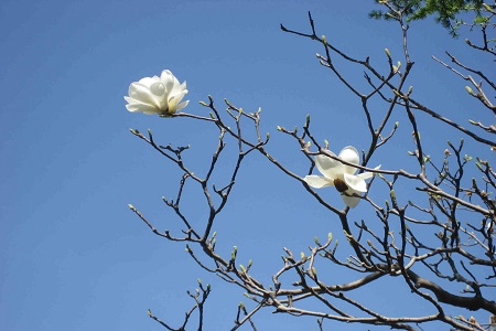 木兰怎么养殖比较好