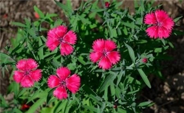 石竹的叶子枯黄怎么办黄叶枯萎的原因及补救办法(石竹黄叶怎么回事)