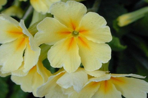 报春花花期过后怎么修剪