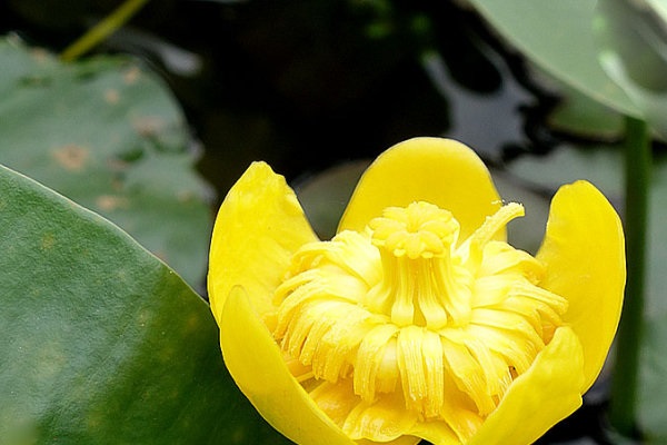 萍逢草的繁殖方法(萍逢什么意思)