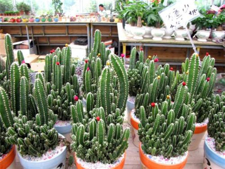 多肉万重山怎么养