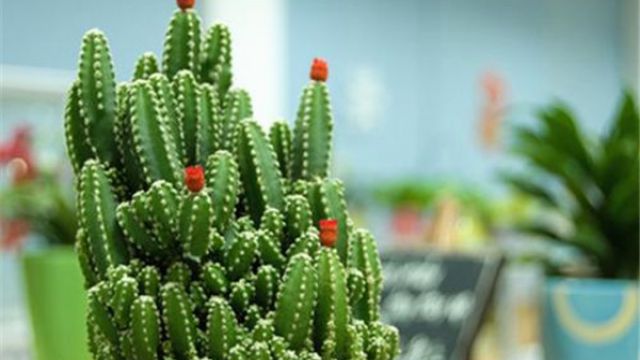 万重山怎么养(多肉万重山怎么养)