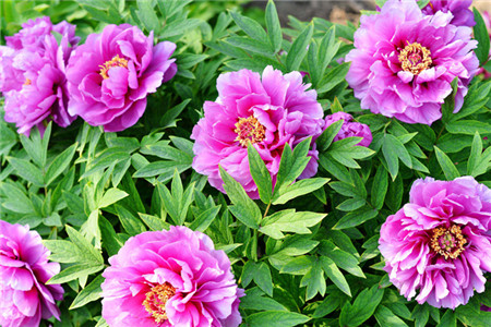 家里牡丹为什么不开花的原因