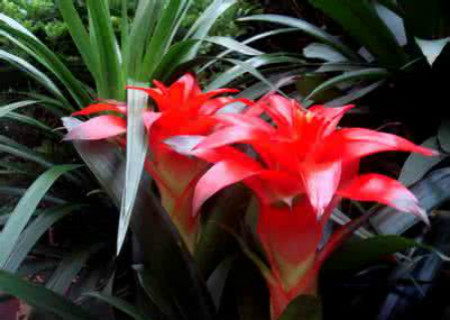 红运当头花的养殖