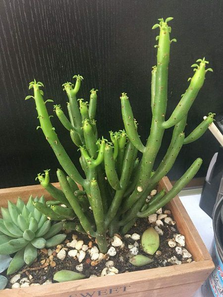 膨珊瑚用什么肥料