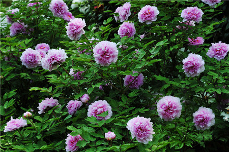 家里牡丹为什么不开花的原因