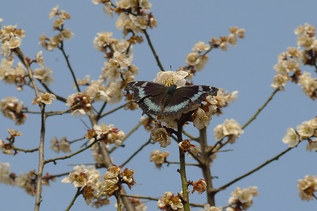 木兰怎么养殖比较好