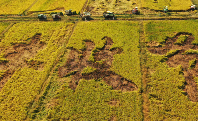 博特拉大学国内含金量