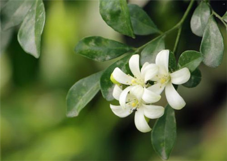 九里香花卉图片