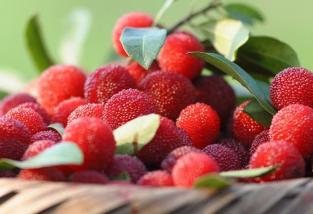 吃杨梅大便会黑吗杨梅核吞下去能消化吗(吃杨梅会拉黑便吗?)