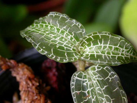 金线莲和金线莲功效一样吗