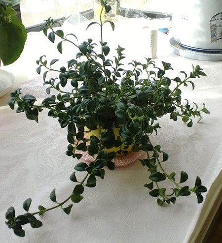 金鱼吊兰施肥什么肥料好呢