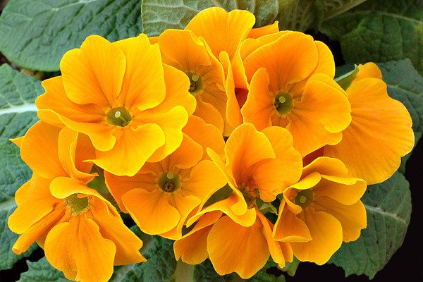 报春花花期过后怎么修剪