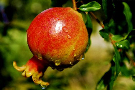 石榴树怎么养才能结果