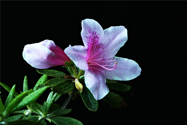 毛杜鹃的花期(毛杜鹃花期后修剪的视频)