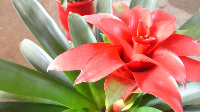 红运当头花怎么养才红(红运当头花的养殖)