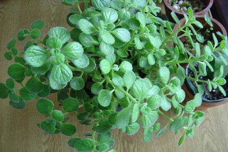 碰碰香烂根处理方法烂根了补救处理方法