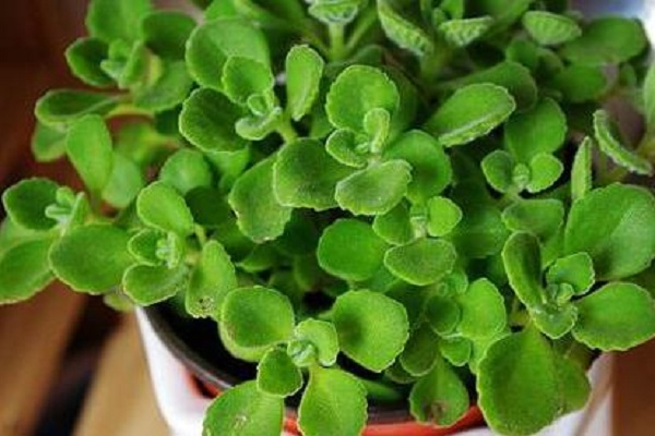 碰碰香烂根处理方法烂根了补救处理方法(碰碰香烂根处理方法烂根了补救处理方法)