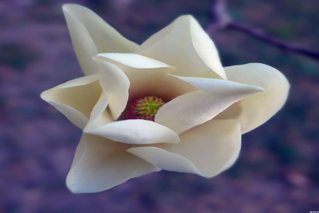 木兰怎么养殖比较好