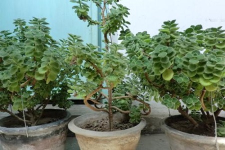 碰碰香烂根处理方法烂根了补救处理方法