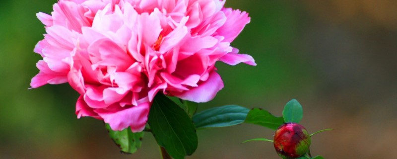 芍药花怎么养殖(芍药花怎么养殖和管理)