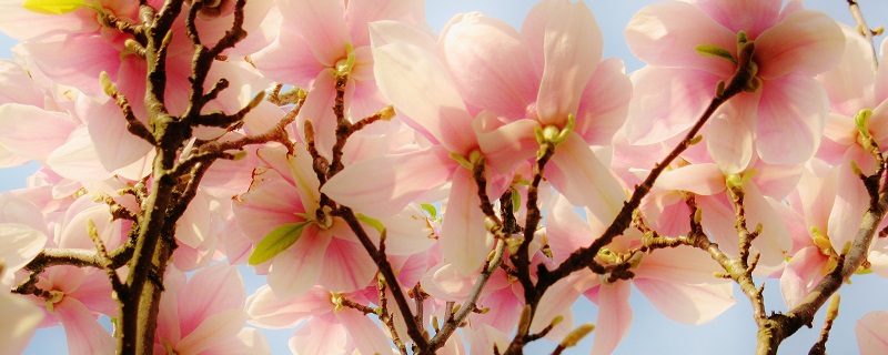 木兰的养殖方法和注意事项大全(木兰怎么养殖比较好)