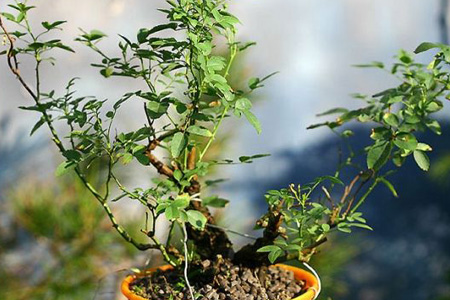 龙沙宝石月季怎么养