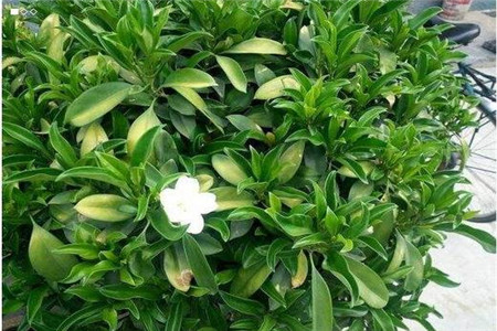 灰莉木有什么药用价值