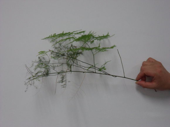 文竹扦插繁殖方法图解