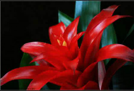 红运当头花的养殖